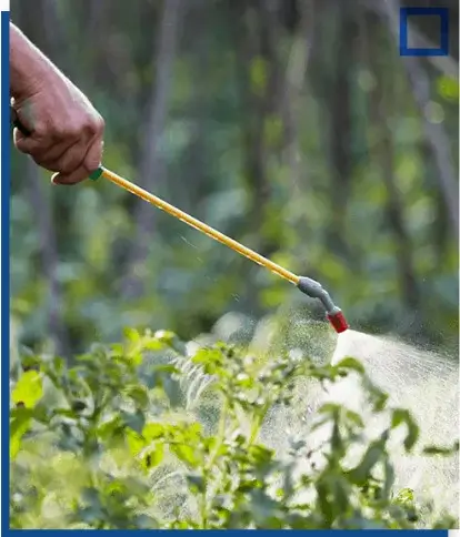 Hand spraying targeted weed control treatment onto green garden plants